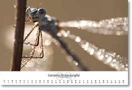 Monat September des Naturfotografie-Kalenders 2007 von christianstein.net