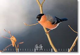 Monat November des Naturfotografie-Kalenders 2010 von christianstein.net