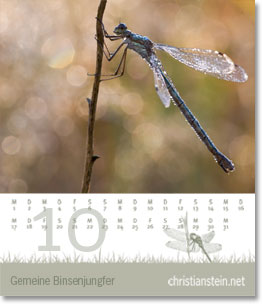 Monat Oktober des Naturfotografie-Kalenders 2008 von christianstein.net